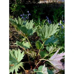 Prydrabarber Rheum Palmatum Var. Tanguticum 1 Liter Potte 7 Prydrabarber Rheum Palmatum Var. Tanguticum 1 Liter Potte -Tilbud Lys Haven Butik mi2138 rheum palmatum var tanguticum e625