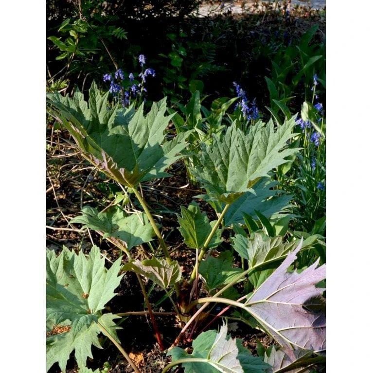 Prydrabarber Rheum Palmatum Var. Tanguticum 1 Liter Potte 3 Prydrabarber Rheum Palmatum Var. Tanguticum 1 Liter Potte - Billede 3