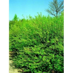 Fjeldribs 'Dima' Ribes Alpinum 'Dima' 3,5 Liter Potte -Tilbud Lys Haven Butik mi2146 ribes alpinum dima 570e