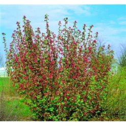 Blodribs 'Koja' Ribes Sanguineum 'Koja' 5 Liter Potte -Tilbud Lys Haven Butik mi2149 ribes sanguineum koja dc84