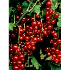 Ribs 'Stanza' Ribes Rubrum 'Stanza' 3,5 Liter Potte -Tilbud Lys Haven Butik mi2151 ribes rubrum stanza 1c92