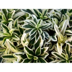 Kalkkarse 'Old Gold' Arabis Ferdinandi-coburgi 'Old Gold' 10 Cm. Potte -Tilbud Lys Haven Butik mi219 arabis ferdinandi coburgi old gold 128d