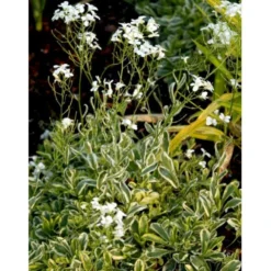 Kalkkarse 'Old Gold' Arabis Ferdinandi-coburgi 'Old Gold' 10 Cm. Potte -Tilbud Lys Haven Butik mi219 arabis ferdinandi coburgi old gold a5cc