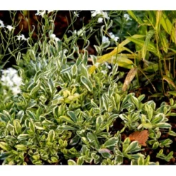 Kalkkarse 'Old Gold' Arabis Ferdinandi-coburgi 'Old Gold' 10 Cm. Potte -Tilbud Lys Haven Butik mi219 arabis ferdinandi coburgi old gold ecdc