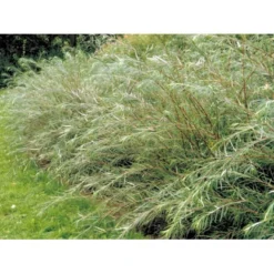 Rosmarinpil Salix Repens 'Rosmarinifolia' Potte 7,5 Liter 80-100 Cm. -Tilbud Lys Haven Butik mi2292 salix rosmarinifolia 12d3