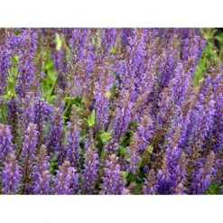 Staude-Salvie Salvia Nemorosa 'Mainacht' 1 Liter Potte 11 Staude-Salvie Salvia Nemorosa 'Mainacht' 1 Liter Potte -Tilbud Lys Haven Butik mi2296 salvia nemorosa mainacht cc33