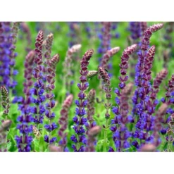 Staude-Salvie Salvia Nemorosa 'Ostfriesland' 3,0 Liter Potte -Tilbud Lys Haven Butik mi2297 salvia nemorosa ostfriesland 0f74