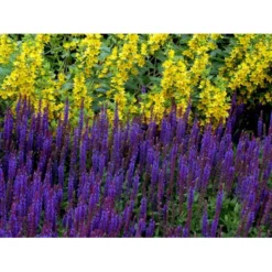 Staude-Salvie Salvia Nemorosa 'Ostfriesland' 3,0 Liter Potte -Tilbud Lys Haven Butik mi2297 salvia nemorosa ostfriesland 6c42