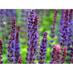 Staude-Salvie Salvia Nemorosa 'Ostfriesland' 3,0 Liter Potte -Tilbud Lys Haven Butik mi2297 salvia nemorosa ostfriesland 70b6