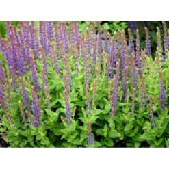 Staude-Salvie Salvia Nemorosa 'Ostfriesland' 3,0 Liter Potte -Tilbud Lys Haven Butik mi2297 salvia nemorosa ostfriesland bbd7