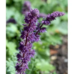 Kranssalvie Salvia Verticillata 'Purple Rain' 1 Liter Potte -Tilbud Lys Haven Butik mi2298 salvia verticillata purple rain 0a7e