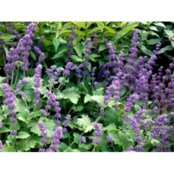 Kranssalvie Salvia Verticillata 'Purple Rain' 1 Liter Potte -Tilbud Lys Haven Butik mi2298 salvia verticillata purple rain 1d26