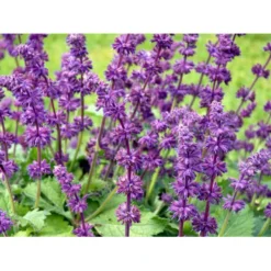Kranssalvie Salvia Verticillata 'Purple Rain' 1 Liter Potte -Tilbud Lys Haven Butik mi2298 salvia verticillata purple rain 4735