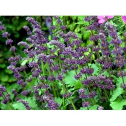 Kranssalvie Salvia Verticillata 'Purple Rain' 1 Liter Potte -Tilbud Lys Haven Butik mi2298 salvia verticillata purple rain 88c3