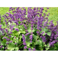 Kranssalvie Salvia Verticillata 'Purple Rain' 1 Liter Potte -Tilbud Lys Haven Butik mi2298 salvia verticillata purple rain 9c23