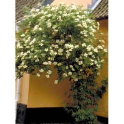 Almindelig Hyld Sambucus Nigra Potte 7,5 Liter 100-125 Cm. -Tilbud Lys Haven Butik mi2308 sambucus nigra 1703