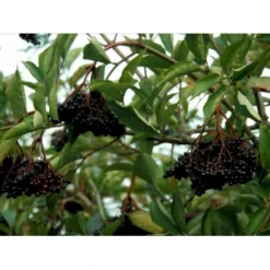 Almindelig Hyld Sambucus Nigra Potte 7,5 Liter 100-125 Cm.