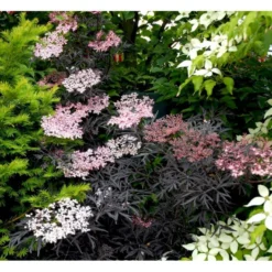 Hyld 'Black Lace' Sambucus Nigra 'Black Lace' 5 Liter Potte -Tilbud Lys Haven Butik mi2319 sambucus nigra black lace 1165