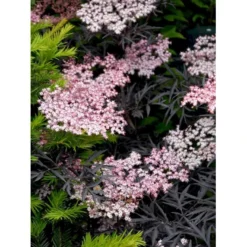 Hyld 'Black Lace' Sambucus Nigra 'Black Lace' 5 Liter Potte -Tilbud Lys Haven Butik mi2319 sambucus nigra black lace bb1d