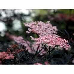 Hyld 'Black Lace' Sambucus Nigra 'Black Lace' 5 Liter Potte -Tilbud Lys Haven Butik mi2319 sambucus nigra black lace ff7e