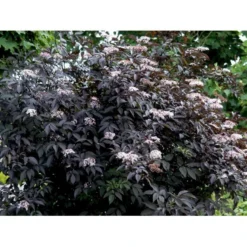Hyld 'Black Beauty' (R) Sambucus Nigra 'Black Beauty' (r) 3,5 Liter Potte -Tilbud Lys Haven Butik mi2321 sambucus nigra black beauty 575f