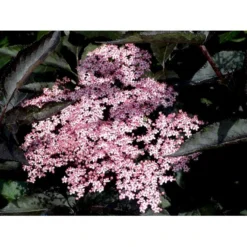 Hyld 'Black Beauty' (R) Sambucus Nigra 'Black Beauty' (r) 3,5 Liter Potte -Tilbud Lys Haven Butik mi2321 sambucus nigra black beauty 8f4f