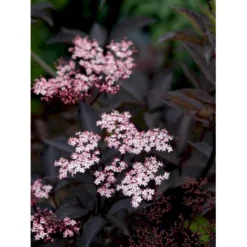 Hyld 'Black Beauty' (R) Sambucus Nigra 'Black Beauty' (r) 3,5 Liter Potte -Tilbud Lys Haven Butik mi2321 sambucus nigra black beauty a5c9