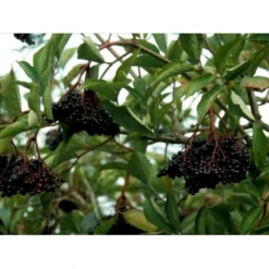 Storfrugtet Hyldebær 'Korsør' Sambucus Nigra 'Korsør' 5 Liter Potte -Tilbud Lys Haven Butik mi2327 sambucus nigra sambu 2350 1