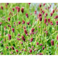 Kvæsurt 'Tanna' Sanguisorba Officinalis 'Tanna' 1 Liter Potte -Tilbud Lys Haven Butik mi2334 sanguisorba officinalis tanna d700