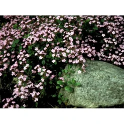 Lav Sæbeurt Saponaria Ocymoides 10 Cm. Potte -Tilbud Lys Haven Butik mi2335 saponaria ocymoides 0f3e