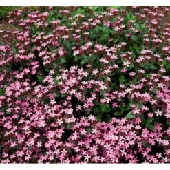 Lav Sæbeurt Saponaria Ocymoides 10 Cm. Potte -Tilbud Lys Haven Butik mi2335 saponaria ocymoides 3ece