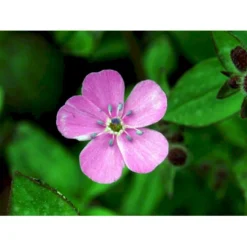 Lav Sæbeurt Saponaria Ocymoides 10 Cm. Potte -Tilbud Lys Haven Butik mi2335 saponaria ocymoides 5f79