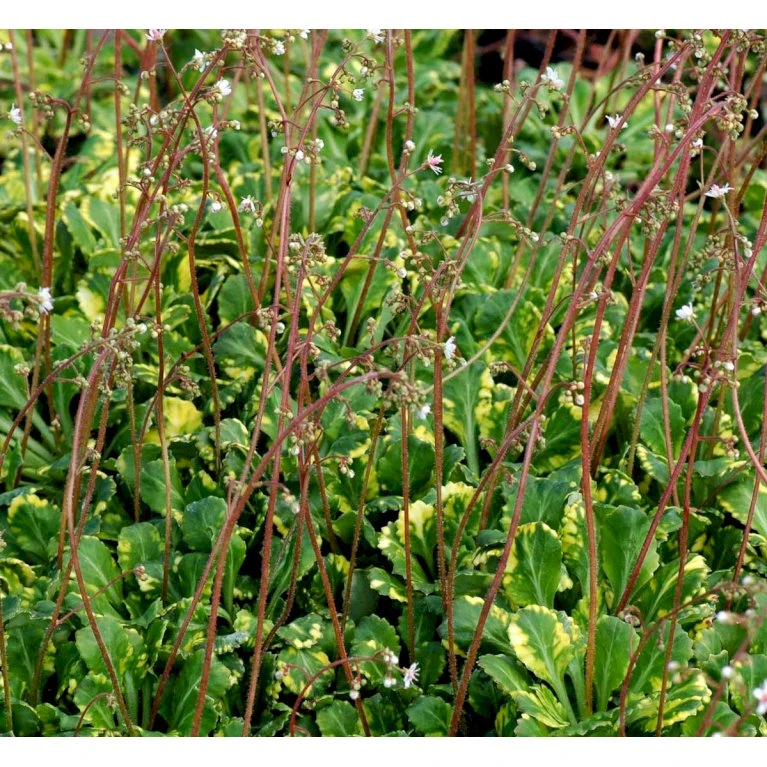 Porcelænsblomst 'Variegata' Saxifraga Urbium 'Variegata' 10 Cm. Potte 1 Porcelænsblomst 'Variegata' Saxifraga Urbium 'Variegata' 10 Cm. Potte