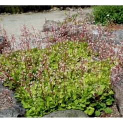 Porcelænsblomst 'Elliott's Variety' Saxifraga Urbium 'Elliott's Variety' 10 Cm. Potte 7 Porcelænsblomst 'Elliott's Variety' Saxifraga Urbium 'Elliott's Variety' 10 Cm. Potte -Tilbud Lys Haven Butik mi2356 saxifraga urbium elliott s variety 6c99