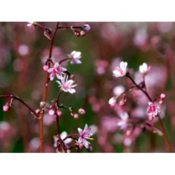 Porcelænsblomst 'Elliott's Variety' Saxifraga Urbium 'Elliott's Variety' 10 Cm. Potte 8 Porcelænsblomst 'Elliott's Variety' Saxifraga Urbium 'Elliott's Variety' 10 Cm. Potte -Tilbud Lys Haven Butik mi2356 saxifraga urbium elliott s variety 843d