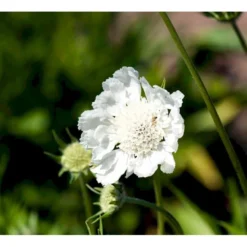 Scabiose 'Perfecta Alba' Scabiosa Caucasica 'Perfecta Alba' 1 Liter Potte -Tilbud Lys Haven Butik mi2361 scabiosa caucasica perfecta alba 941f