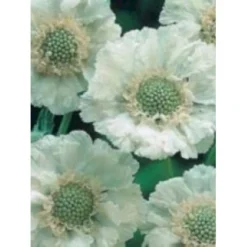 Scabiose 'Perfecta Alba' Scabiosa Caucasica 'Perfecta Alba' 1 Liter Potte -Tilbud Lys Haven Butik mi2361 scabiosa caucasica perfecta alba 9d77