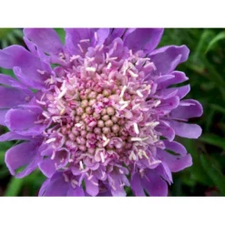 Due-Skabiosa 'Butterfly Blue' Scabiosa Columbaria 'Butterfly Blue' 1 Liter Potte -Tilbud Lys Haven Butik mi2363 scabiosa columbaria butterfly blue 2b10