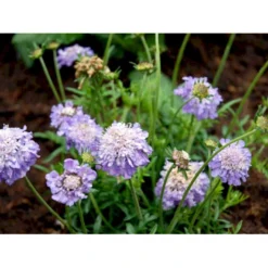 Due-Skabiosa 'Butterfly Blue' Scabiosa Columbaria 'Butterfly Blue' 1 Liter Potte -Tilbud Lys Haven Butik mi2363 scabiosa columbaria butterfly blue 5e02