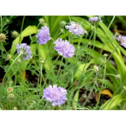 Due-Skabiosa 'Butterfly Blue' Scabiosa Columbaria 'Butterfly Blue' 1 Liter Potte -Tilbud Lys Haven Butik mi2363 scabiosa columbaria butterfly blue 8f47