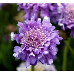 Due-Skabiosa 'Butterfly Blue' Scabiosa Columbaria 'Butterfly Blue' 1 Liter Potte -Tilbud Lys Haven Butik mi2363 scabiosa columbaria butterfly blue 90c8
