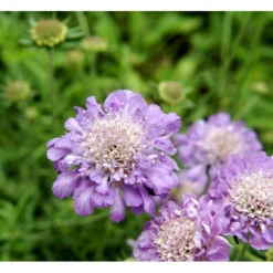 Due-Skabiosa 'Butterfly Blue' Scabiosa Columbaria 'Butterfly Blue' 1 Liter Potte