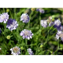 Due-Skabiosa 'Butterfly Blue' Scabiosa Columbaria 'Butterfly Blue' 1 Liter Potte -Tilbud Lys Haven Butik mi2363 scabiosa columbaria butterfly blue d209