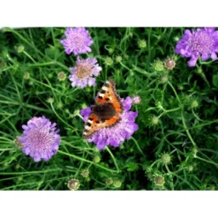 Due-Skabiosa 'Butterfly Blue' Scabiosa Columbaria 'Butterfly Blue' 1 Liter Potte -Tilbud Lys Haven Butik mi2363 scabiosa columbaria butterfly blue dede