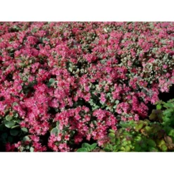 Japansk Stenurt Sedum Cauticola 10 Cm. Potte -Tilbud Lys Haven Butik mi2369 sedum cauticola 779f