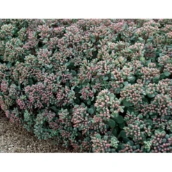 Japansk Stenurt Sedum Cauticola 10 Cm. Potte -Tilbud Lys Haven Butik mi2369 sedum cauticola afbb