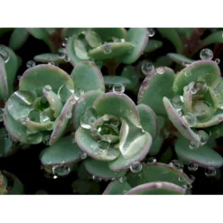 Japansk Stenurt Sedum Cauticola 10 Cm. Potte -Tilbud Lys Haven Butik mi2369 sedum cauticola caa6