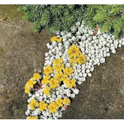 Pudret Stenurt 'Cape Bianco' Sedum Spathulifolium 'Cape Blanco' 10 Cm. Potte -Tilbud Lys Haven Butik mi2377 sedum spathulifolium cape blanco bf6a