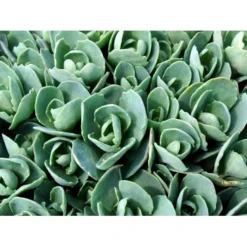 Kinesisk Sankthansurt 'Brillant' Sedum Spectabile 'Brillant' 1 Liter Potte -Tilbud Lys Haven Butik mi2379 sedum spectabile brillant 38f0