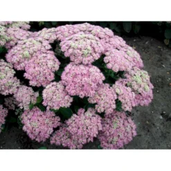Kinesisk Sankthansurt 'Brillant' Sedum Spectabile 'Brillant' 1 Liter Potte -Tilbud Lys Haven Butik mi2379 sedum spectabile brillant 89e4